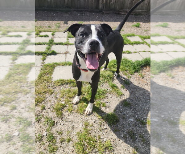 Medium Photo #12 American Pit Bull Terrier-Unknown Mix Puppy For Sale in Evansville, IN, USA