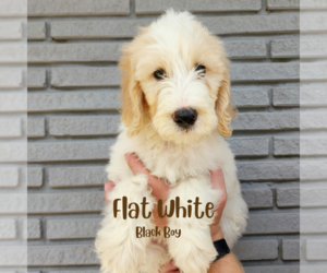 Goldendoodle Puppy for sale in EL CAMPO, TX, USA