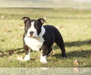 American Bully Puppy for sale in QUARRYVILLE, PA, USA
