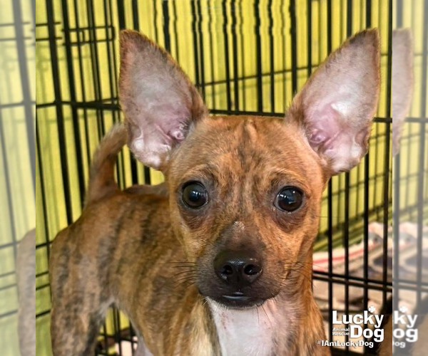 Medium Photo #2 Chihuahua-Unknown Mix Puppy For Sale in Washington, DC, USA