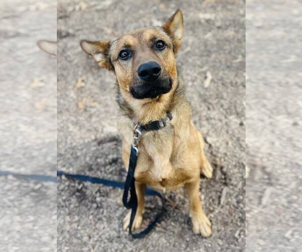Medium Photo #2 Mutt Puppy For Sale in Clarkesville, GA, USA