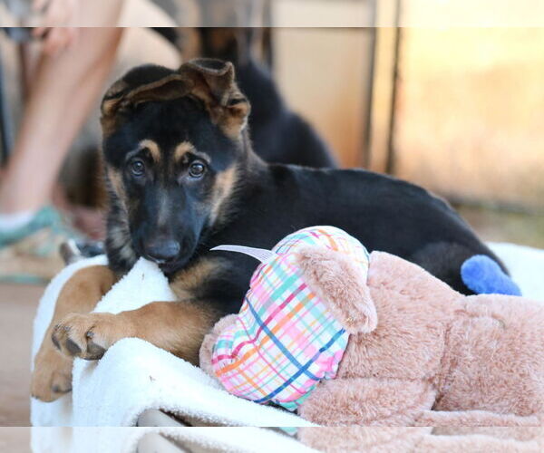 Medium Photo #2 German Shepherd Dog Puppy For Sale in San Diego, CA, USA