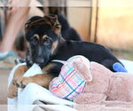 Small #1 German Shepherd Dog