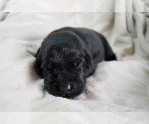 Medium Photo #4 Labrador Retriever Puppy For Sale in AIKEN, SC, USA