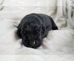 Small #3 Labrador Retriever