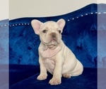 Small Photo #4 French Bulldog Puppy For Sale in CARY, NC, USA