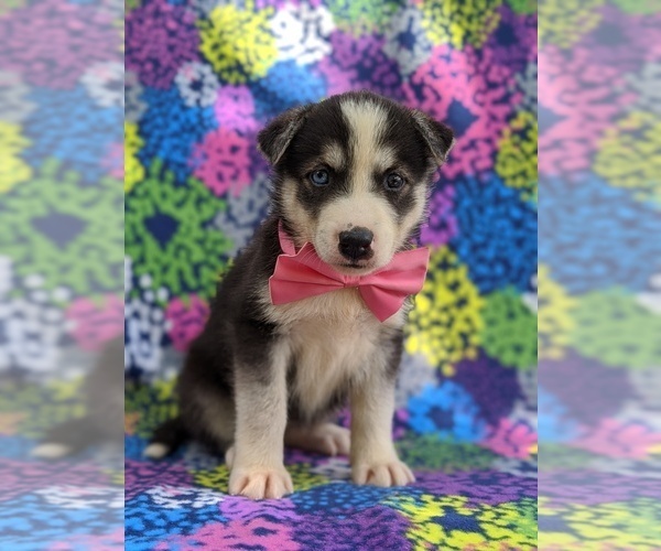 Medium Photo #1 Labrador Retriever-Sharberian Husky Mix Puppy For Sale in LINCOLN UNIV, PA, USA