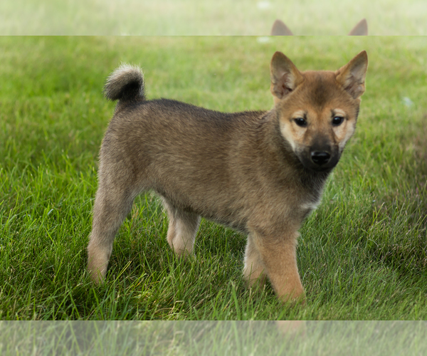 Medium Photo #34 Shiba Inu Puppy For Sale in MILLERSBURG, IN, USA