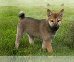 Small #33 Shiba Inu