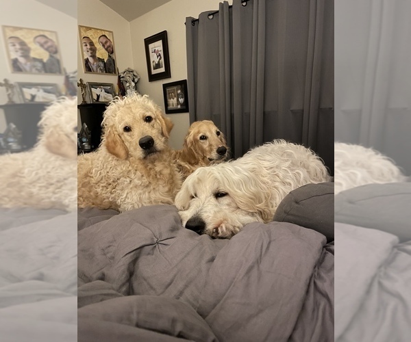 Medium Photo #5 Goldendoodle Puppy For Sale in KILLEEN, TX, USA