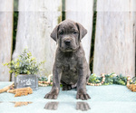 Small Cane Corso