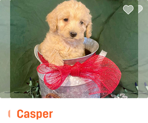 Cockapoo Puppy for sale in WOOSTER, OH, USA