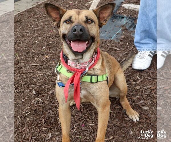Medium Photo #11 Mutt Puppy For Sale in Washington, DC, USA
