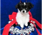 Small Photo #5 Chihuahua Puppy For Sale in GROVESPRING, MO, USA