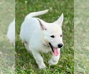 German Shepherd Dog Puppy for sale in CARDINGTON, OH, USA