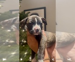 Puppy Chanel American Pit Bull Terrier