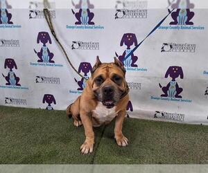 Bullypit Dogs for adoption in Orlando, FL, USA