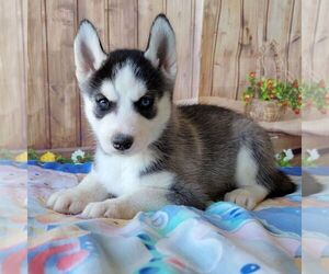 Siberian Husky Puppy for sale in ARTHUR, IL, USA