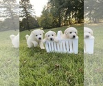 Small Photo #1 Great Pyrenees Puppy For Sale in DRAKES BRANCH, VA, USA