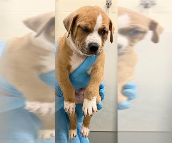 Medium Photo #1 American Staffordshire Terrier-Unknown Mix Puppy For Sale in San Antonio, TX, USA