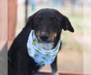 Mutt Dogs for adoption in San Antonio, TX, USA