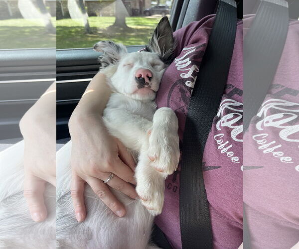 Medium Photo #2 Border Collie-Unknown Mix Puppy For Sale in The Woodlands, TX, USA