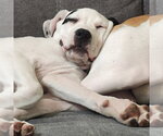 Small #7 American Staffordshire Terrier-Great Pyrenees Mix