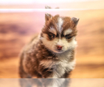 Small Photo #3 Pomsky Puppy For Sale in TAMPICO, IL, USA