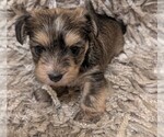 Puppy Bear Yorkshire Terrier