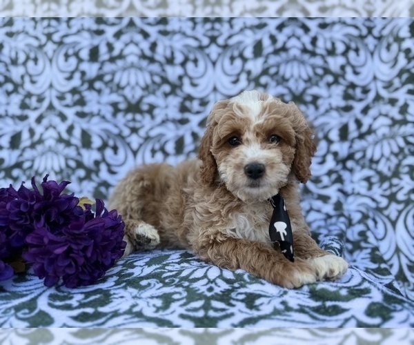 Medium Photo #8 Cock-A-Poo Puppy For Sale in LAKELAND, FL, USA