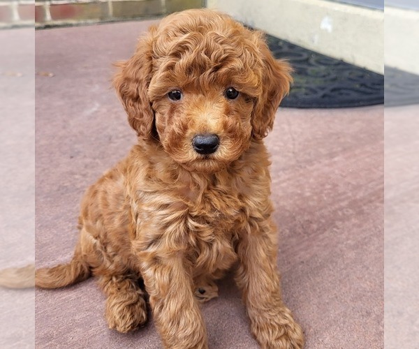 Medium Photo #1 Goldendoodle (Miniature) Puppy For Sale in NARVON, PA, USA
