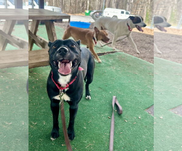 Medium Photo #2 Mutt Puppy For Sale in Clarkesville, GA, USA