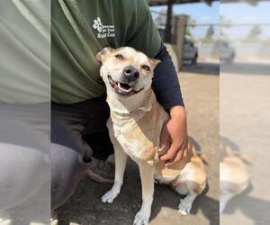 Shiba Inu-Unknown Mix Dogs for adoption in Riverside, CA, USA