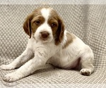 Small #5 Brittany
