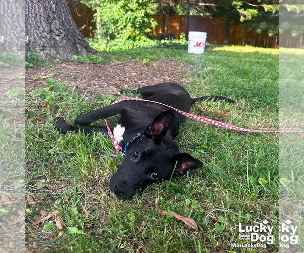 Medium Photo #4 Labrador Retriever-Unknown Mix Puppy For Sale in Washington, DC, USA