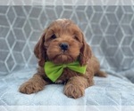 Small Photo #4 Cocker Spaniel-Poodle (Miniature) Mix Puppy For Sale in LAKELAND, FL, USA