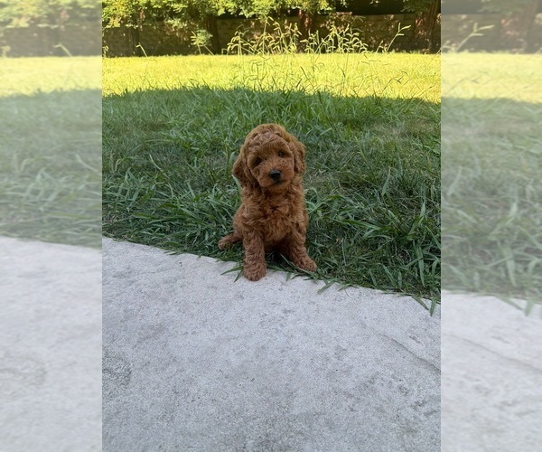 Medium Photo #3 Goldendoodle (Miniature) Puppy For Sale in ROSEVILLE, CA, USA