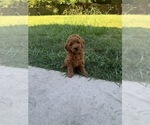 Small #2 Goldendoodle (Miniature)