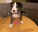 Puppy Dior American Pit Bull Terrier