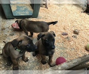 Belgian Malinois Puppy for sale in BURIEN, WA, USA