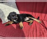 Small #2 Australian Shepherd-Miniature Australian Shepherd Mix