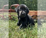 Small #1 Labrador Retriever
