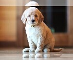 Small Photo #9 Poodle (Standard) Puppy For Sale in STANLEY, VA, USA