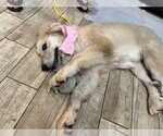 Small #9 Great Pyrenees