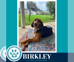 Small Photo #3 Mutt Puppy For Sale in Kimberton, PA, USA