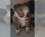 Small Chihuahua-Miniature Australian Shepherd Mix