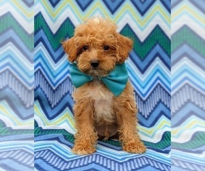 Poodle (Toy) Puppy for sale in KINZERS, PA, USA