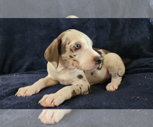 Medium Photo #18 Catahoula Leopard Dog Puppy For Sale in CUMBY, TX, USA