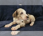 Small #17 Catahoula Leopard Dog
