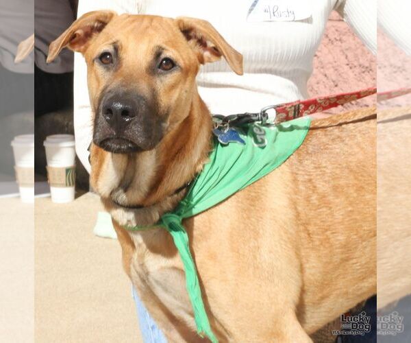 Medium Photo #1 Black Mouth Cur-Unknown Mix Puppy For Sale in Washington, DC, USA